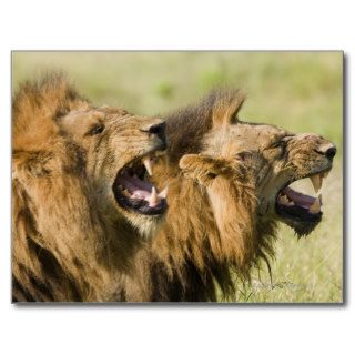 Male lions roaring, Greater Kruger National Postcard