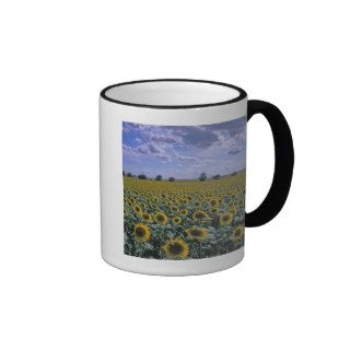 NA, USA, Kansas, Sunflower crop Coffee Mug