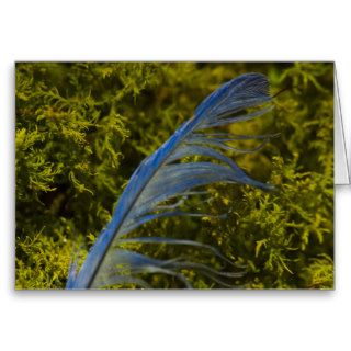 Blue Bird feather found on moss at GUM TREE FARM Greeting Card