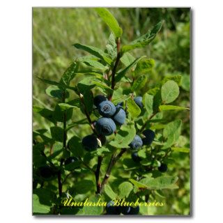 Blueberry Bush, Unalaska Island Postcard