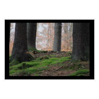 Scenic Autumn Forest Poster