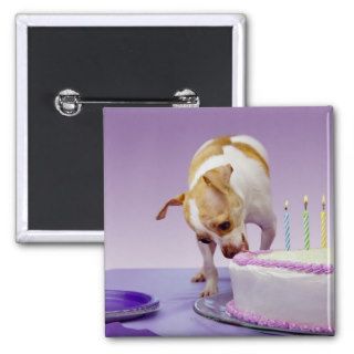 Dog (chihuahua) eating birthday cake on table pins