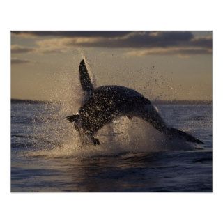 Great White Shark Ambushes Near Seal Colony Posters