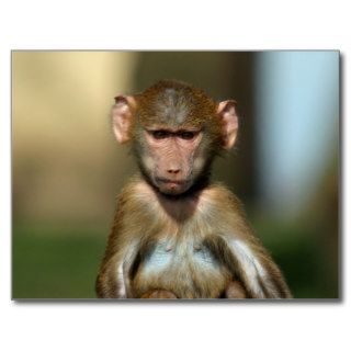 Cheeky Monkey   Cute Baby Baboon Postcards
