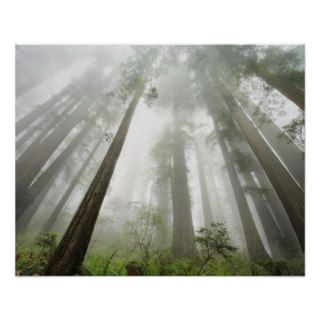 Redwood trees near Damnation Creek Trail Print