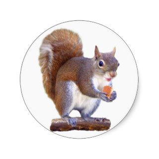 Squirrel on Log Round Sticker