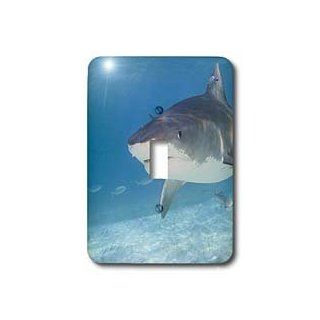 3dRose LLC lsp_84691_1 Tiger Sharks Northern Bahamas Na02 Sws0037 Stuart Westmorland Single Toggle Switch   Switch Plates  
