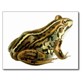 Vintage Brown Frog Illustration Postcards