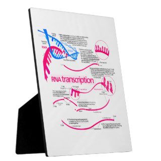 How mRNA is Created in a Nucleus Diagram Plaque