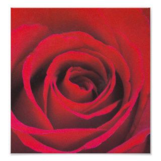 Red rose close up posters