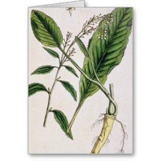 Horseradish, plate 415 'A Curious Herbal', pu Greeting Cards