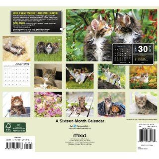 2013 Kittens Wall Calendar Mead 9781423814436 Books