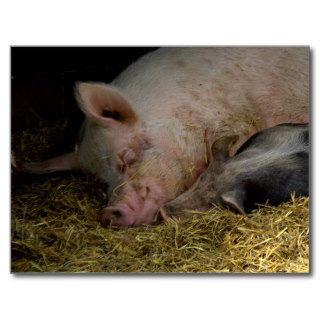 Sleeping pigs postcards