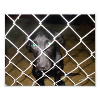 Sad Black Dog Behind Fence in Dog Pound Photo
