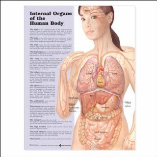 Internal Organs of the Human Body Anatomical Chart 20" X 26"