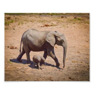Mother and baby Elephants Posters