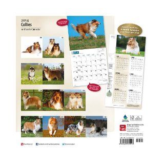 Collies Calendar (Multilingual Edition) Inc Browntrout Publishers 9781465009913 Books