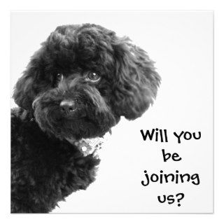 Cute Black Toy Poodle Personalized Party Invites