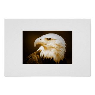 Bald Eagle Poster Print   American Eagle Posters