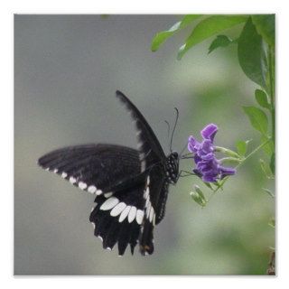 Butterfly Garden Poster Print