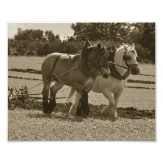 Draft horse team in harness photo