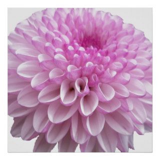 Pink Chrysanthemum Posters