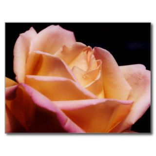 Intense Colored Yellow Rose Flower Postcards