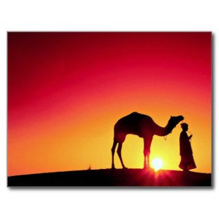 Camel and driver at sunset, India Postcards