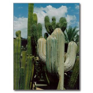 Southwest Cactus Postcard
