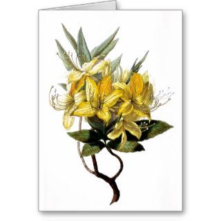 "Azalea Pontica" Vintage Flower Illustration Greeting Card