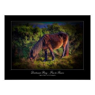Dartmoor Pony   Free to Roam gallery poster print
