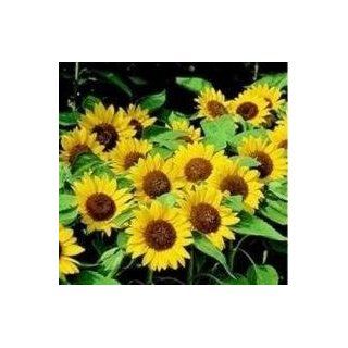 Nuts n' Cones Sunflower   Big Smile   100 Seeds  Flowering Plants  Patio, Lawn & Garden