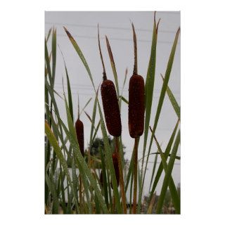 Cat Tails after the rain Print