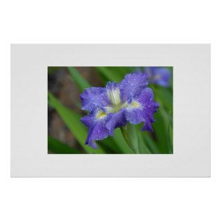 Purple Iris in Morning Dew Posters