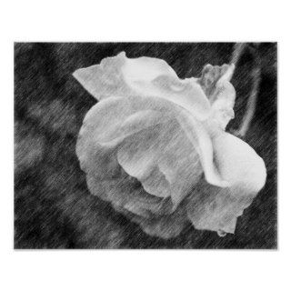 White Rose Flower Black Pencil Drawing Poster
