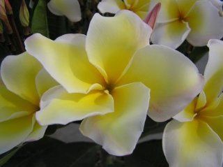 "Vishanu Gold"12 inch plumeria rooted plants free document cost  Flowering Plants  Patio, Lawn & Garden