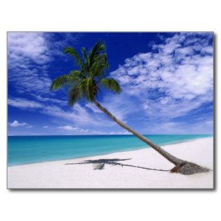 Leaning Palm Tree Postcard