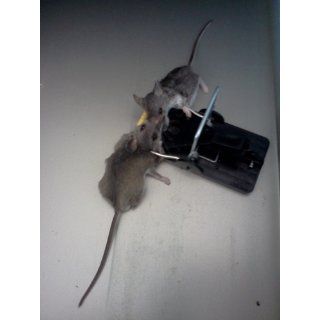 Snap E Mouse Trap by Kness [Misc.]