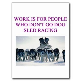 dog sled racing iditarod lover post cards
