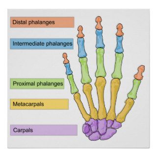 Main Bone Division Chart  of the Right Human Hand Print