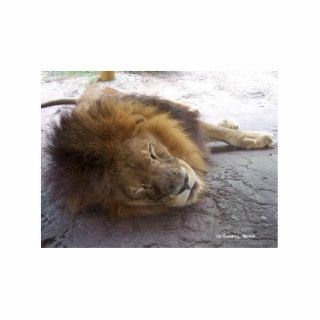 Sleeping male lion head view photograph photo sculptures