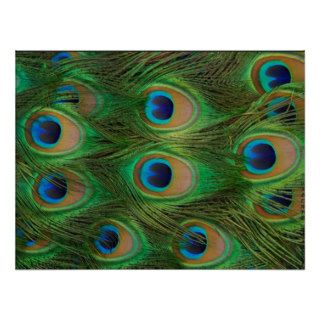 Peafowl / Peacock Print