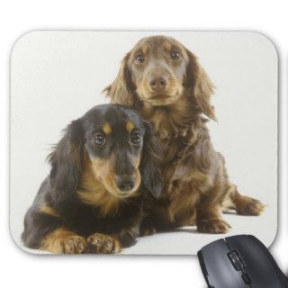 Long Haired Dachshund Puppies Mouse Pad