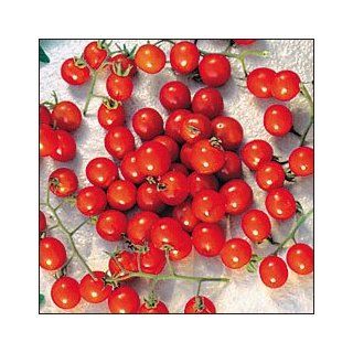 Mexico Midget Cherry Tomato   20 Seeds  Vegetable Plants  Patio, Lawn & Garden