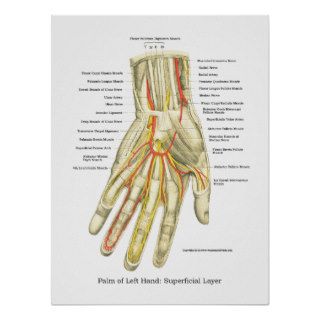 Hand & Wrist Internal Anatomy Poster