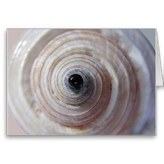 Spiral Sea Shell Photograph Greeting Cards