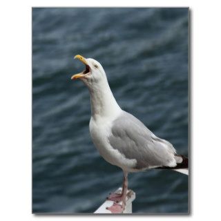 screaming seagull singing love songs postcards