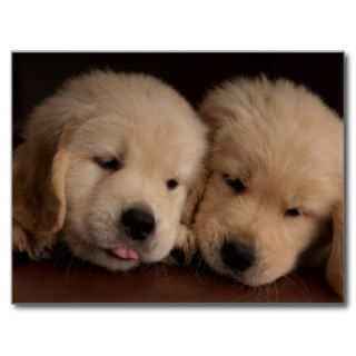 Two Golden Retriever Puppies Postcards