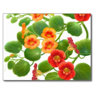 Nasturtium Flowers Postcard