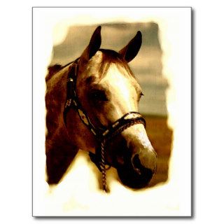 Horse Portrait Postcards